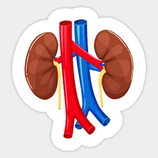 human Kidney anatomy Sticker